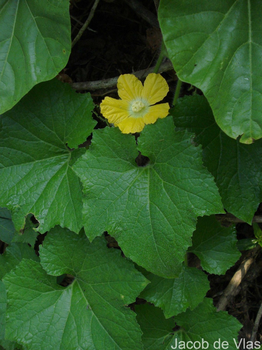 Benincasa hispida (Thunb.) Cogn.